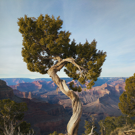 Tree Outwest 466x466