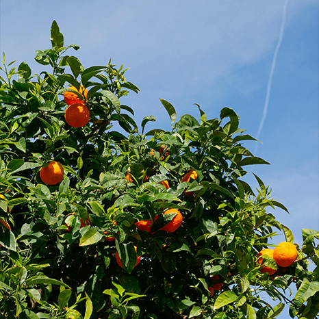 Oranges (466x466)